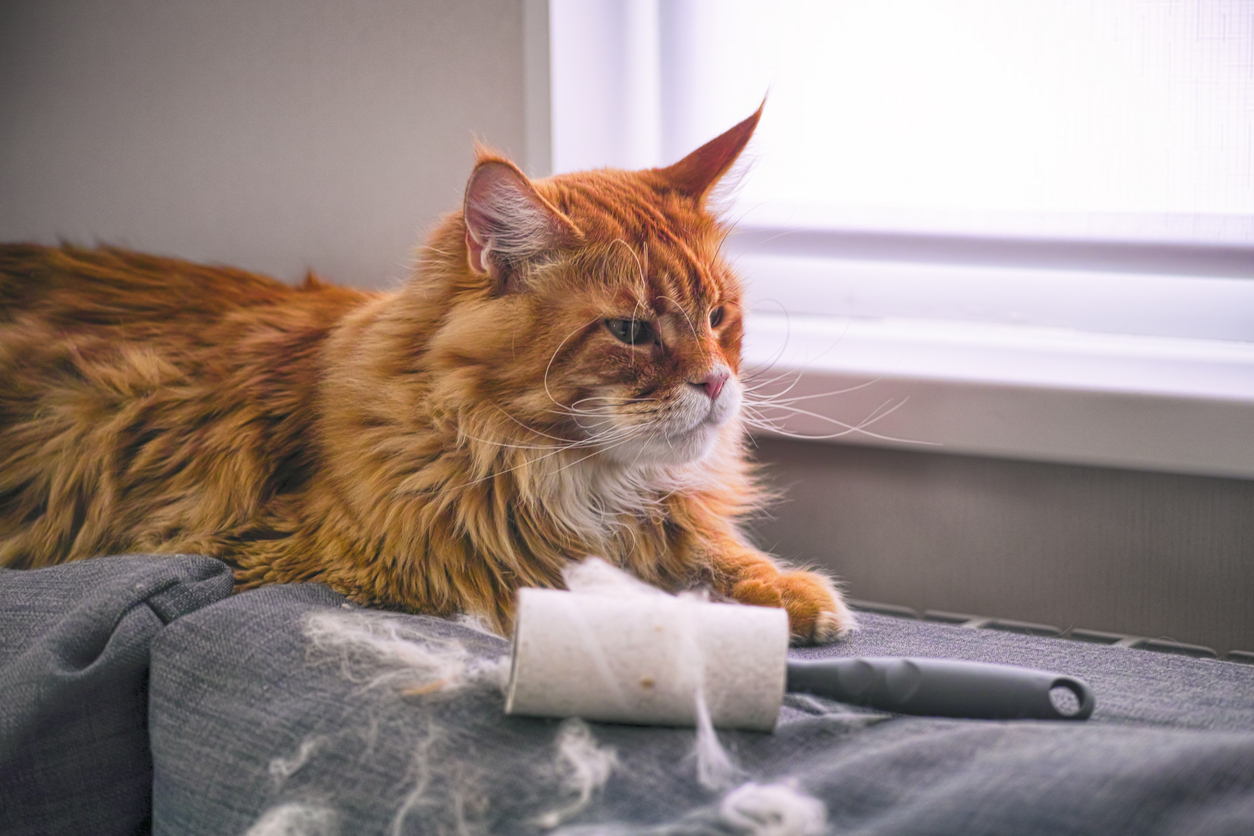 Cat on blanket with lint roller removing pet hair from clothes.
